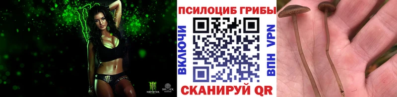 закладка  Кстово  Псилоцибиновые грибы Psilocybe 